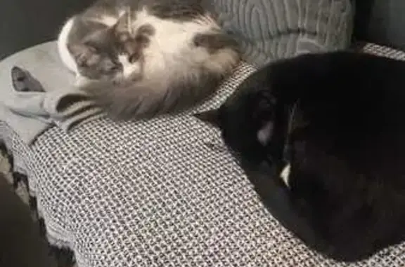 Perdido gato hembra, Calle Dor...