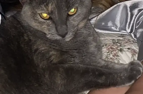 Lost pets Fremantle, photo: Lost cat, Ellen Street, 90, Fremantle - female, dilute tortoiseshell, orange and gold eyes