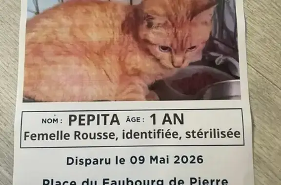 Animaux perdus Strasbourg, photo: Perdu chat femelle, Rue du Faubourg-de-Pierre, Strasbourg - femelle rousse, identifiée