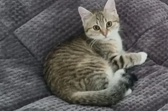 Animaux perdus Thurins, photo: Perdu chat femelle, Impasse des Jardins, 3, Thurins - tigrée beige, marron, blanc