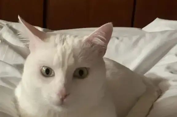 Animaux perdus La Ricamarie, photo: Chat perdu, Chemin d'Aguillon, 4, La Ricamarie