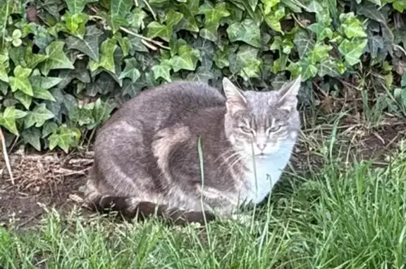 Animaux trouvés Saint-Prix, photo: Chat trouvé, Rue du Colonel Fabien, 79, Saint-Prix