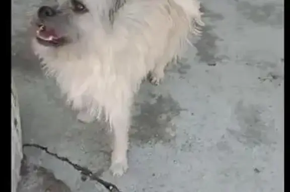 Animales perdidos Magdalena Atlicpac, foto: Perro perdido macho, Prolongación Chimalhuacán, 344, Chimalhuacán, Magdalena Atlicpac - pequeño y responde al nombre de Tobi