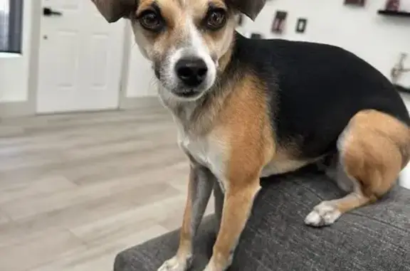 Lost dog, Grand Montecito Parkway, 7061, Las Vegas - female tri-color chihuahua beagle mix, microchipped - photo