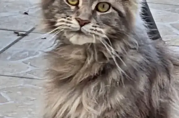 Animaux perdus Paris, photo: Perdu chat femelle, Rue Edmond Laudeau, 19, Aniche, Paris - stérilisée, queue cassée en panache