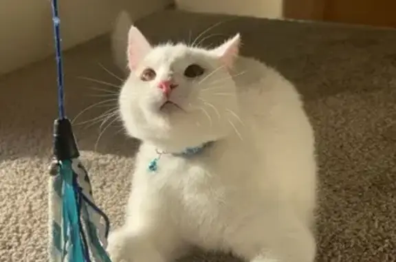 Lost cat, King Street, 29, Clarence City, Hobart - male, white, no collar - photo