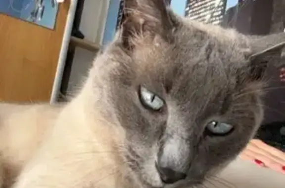 Animaux perdus Paris, photo: Perdu chat femelle, Saint-Yvi, Paris - gris clair, yeux bleus