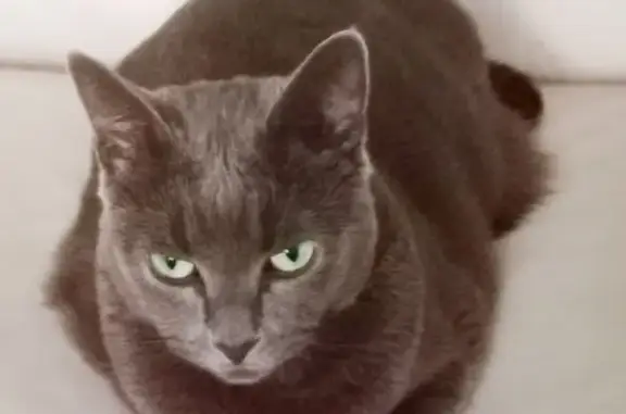 Lost cat, Shelley Close, 13, N...