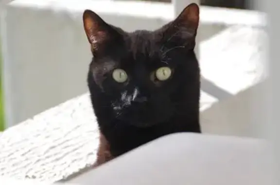 Chat perdu, Rue du Repos, 5, Saint-Chamond - mâle noir, 4 ans - photo