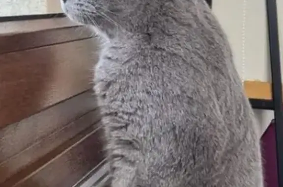 Gatos perdidos, Madrid, foto: Perdido gato macho, Calle la Flauta Mágica, 22, Madrid - ojos muy naranja