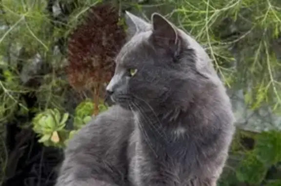 Lost pets Port Adelaide Enfield, photo: Lost cat, Ellen Street, 24, Port Adelaide Enfield - male, grey with white spots