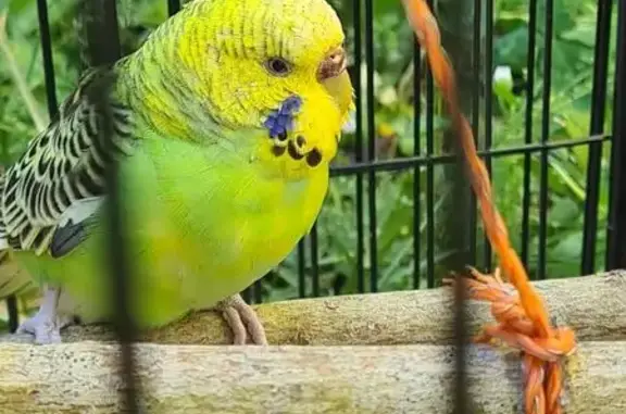 Animaux trouvés Saignon, photo: Trouvée oiseau, Chemin de Coste Raste, 358, Saignon - perruche ondulée verte et un peu jaune