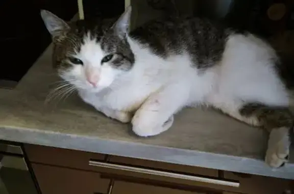 Animaux trouvés Mâcon, photo: Chat trouvé, Rue Tilladet, 13, Mâcon - très câlin