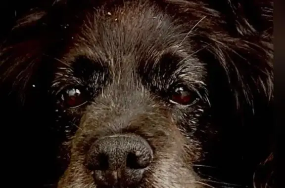 Perro perdido macho, Barrio Lategui, Urnieta, San Sebastian - negro, 13 años, ve mal y algo sordo - photo