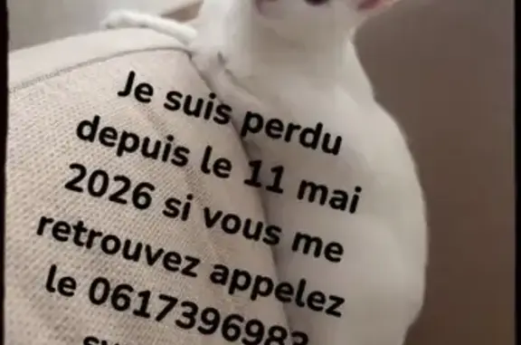 Animaux perdus Reims, photo: Perdu chat femelle, Allée des Glycines, 1, Reims - toute blanche