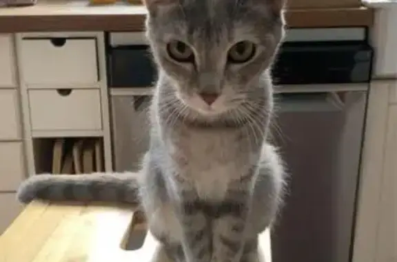 Chat perdu, Berneval-le-Grand, photo: Chat perdu, Rue du Château, 6, Petit-Caux, Berneval-le-Grand - chatte de 2 ans