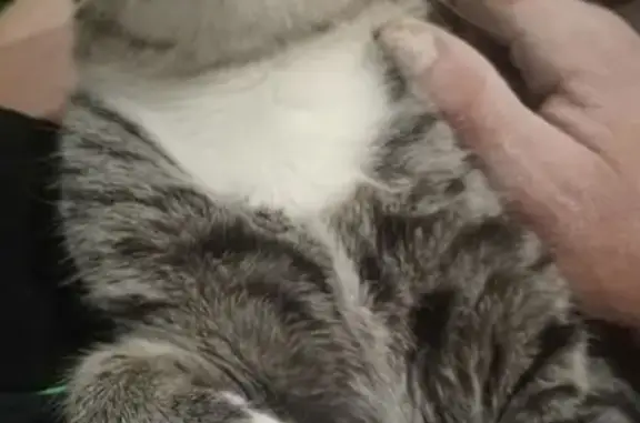 Lost cat, Leo Street, 14, Merri-Bek City, Melbourne - male, grey tabby with white socks - photo