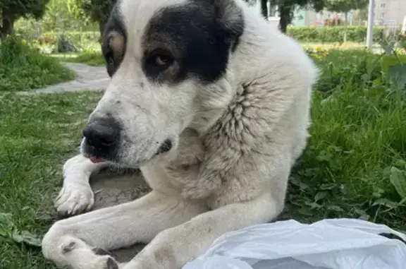 Знайдено собаку Луцьк, фото: Знайдена собака, вулиця Липинського, 8, Луцьк — бігає по вулиці