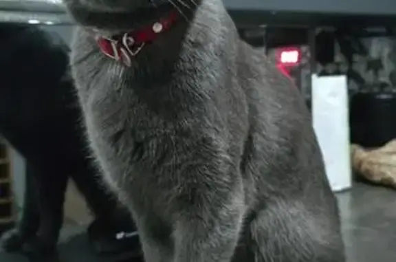 Animaux perdus Drémil-Lafage, photo: Chat perdu, Place du Mont Vallier, 1, Drémil-Lafage - gris anthracite