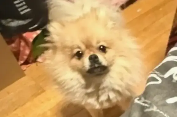 Lost dog, East 22nd Street, 581, Brooklyn - male Pomeranian - photo