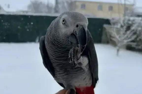 Perdue oiseau, Miserey, Fontaine-le-Dun - très craintif, parle et siffle - photo