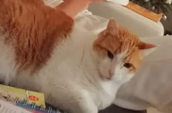 Animaux perdus La Teste-de-Buch, photo: Chat perdu, Avenue de Verdun, 11 bis, La Teste-de-Buch - mâle roux et blanc