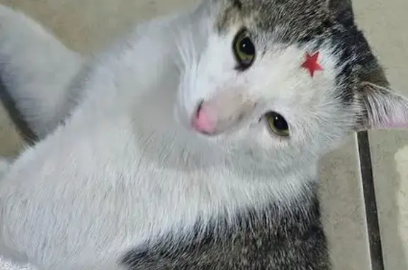 Gato perdido macho, De los Sal...