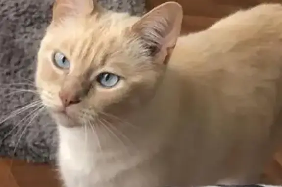 Animaux perdus Grenoble, photo: Chat perdu mâle, Lachassagne, Grenoble - blanc et sable