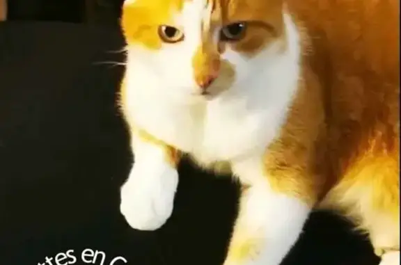 Chat perdu, Kerbigot, 19, Guilliers - roux et blanc, pucé - photo