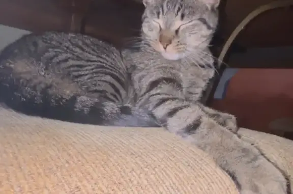 Lost cat, Hana Road, Edison - female, shy tabby with green eyes - photo