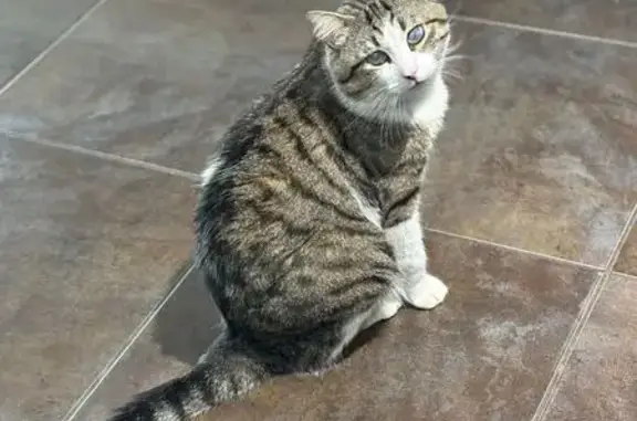 Chat perdu, Rue des Meuniers, 5 Bis, Pennautier, Roquefort-la-Bédoule - mâle non castré - photo
