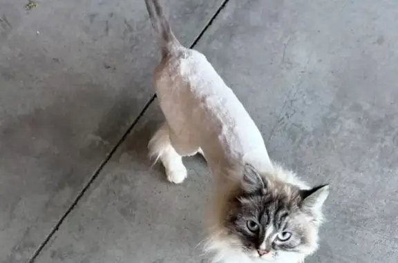 Lost cat, Mountain Oak Court, 753, Park City, San Jose - male, lion cut - photo