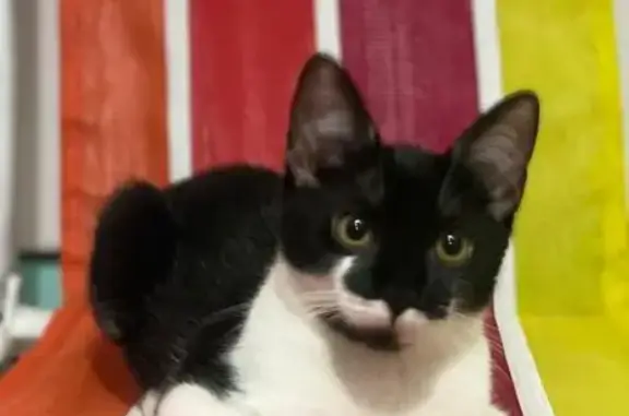 Gato desaparecido Fêmea (brl00...