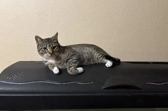 Chat perdu, Asnières-sur-Seine - mâle tigré, très câlin - photo