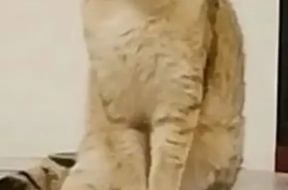 Animaux perdus Fegersheim, photo: Chat perdu, Rue du Bourg, 13, Fegersheim - mâle