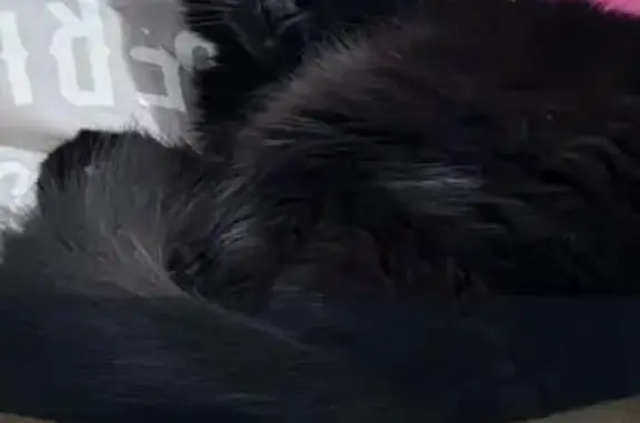 Gatos perdidos, el Baix Guinardo, foto: Perdido gato masculino, Carrer de les Camèlies, 58, el Baix Guinardo - negro, pelo largo y ojos verdes