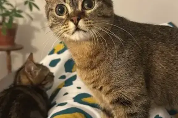 Animaux perdus Paris, photo: Chat perdue, Rue de la Rotonde, 30B, Clermont-Ferrand - femelle européenne tigrée