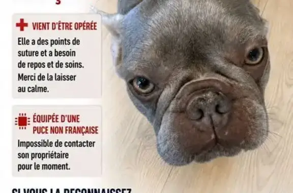 Animaux trouvés Montluçon, photo: Trouvé chien femelle, Avenue des Martyrs de la Résistance, 128c, Montluçon - petite bouledogue