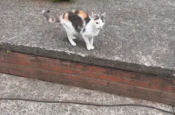 Animaux trouvés Lambersart, photo: Chat trouvé, Allée de l'Artois, Lambersart - taches beige gris blanc, un œil en moins