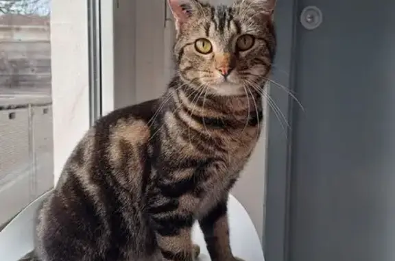 Animaux perdus Arès, photo: Chat perdu, Place de l'Église, 2, Arès - femelle européenne, tatouée et pucée