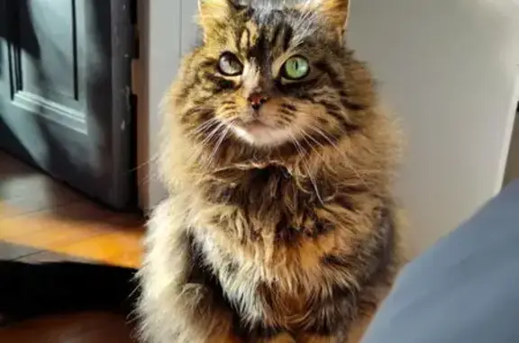 Animaux perdus Bordeaux, photo: Chat perdu, Rue Kléber, 53, Bordeaux - femelle craintive