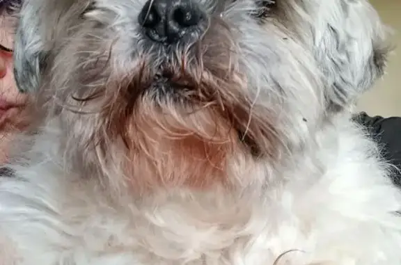 Chien perdu Domarin, photo : Perdu chien femelle, Rue Paul et Marc Barbezat, 12, Domarin - chien âgé de quinze ans