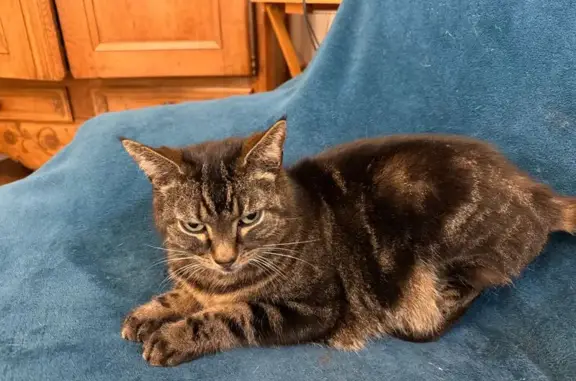 Animaux perdus Versailles, photo: Perdue chatte femelle, Avenue du Maréchal Douglas Haig, 11, Versailles - tigrée, yeux verts