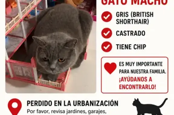 Perdido gato macho, Calle Jaén, Torrevieja - castrado con microchip - photo