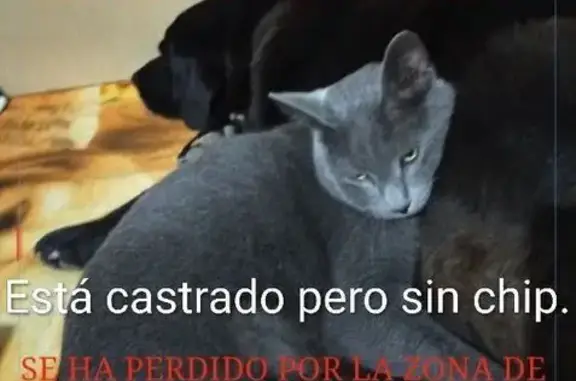 Perdido gato macho, Caserio del Puente, 1, Cartagena - gris, con la cola atigrada y la punta un poco rota - photo