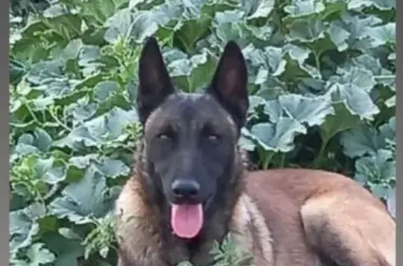 Perro perdido macho, Fernán Núñez, Montilla - pastor belga malinois marrón oscuro con una mano blanca - photo