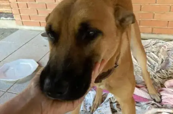 Cachorro encontrado Macho (brf...