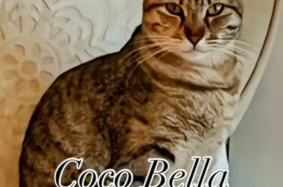 Perdido gato hembra, PMV-810-1, 85, Santa Eulària des Riu, Santa Eularia des Riu - atigrada, muy delgada - photo