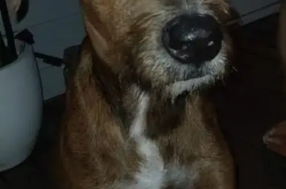 Tan coat hairy ears, feet, and back. Mid to large size dog as he is wolfhound cross. Playful and excitable.
