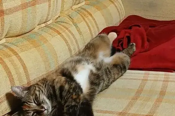 Perdu chat femelle, Rue Des Alouettes, 2, Bonnes - photo
